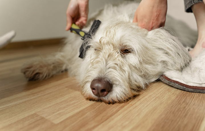 A white dog being gently brushed on a mat