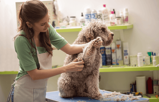 Blade Maintenance Best Practices: Ensuring Durability and Performance with Groomsaber Blades